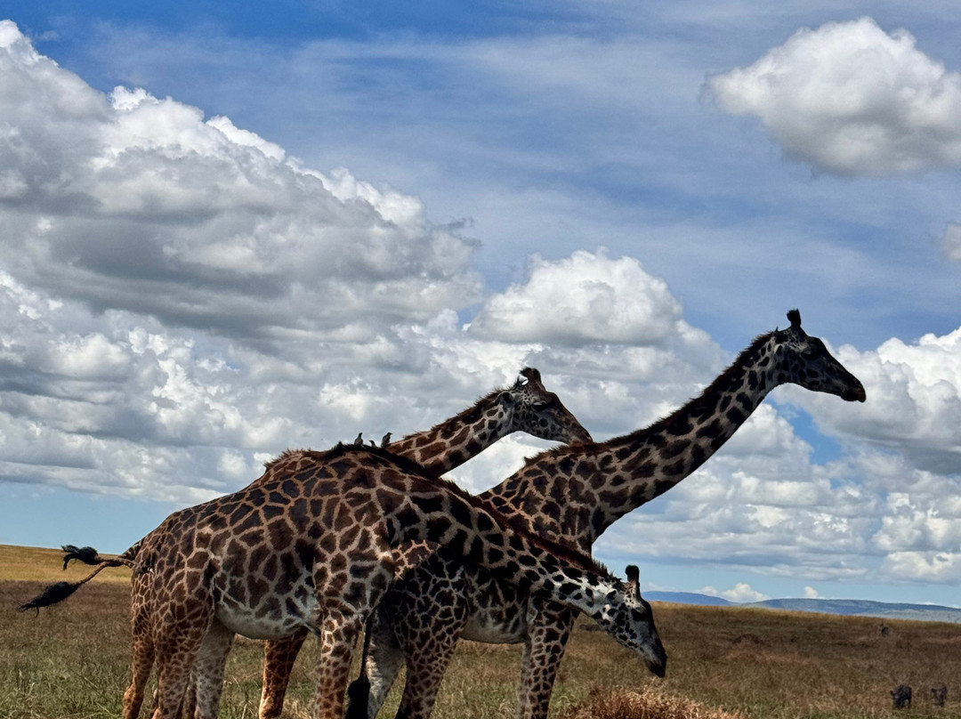 Tazama Africa Holidays-内罗毕必去景点