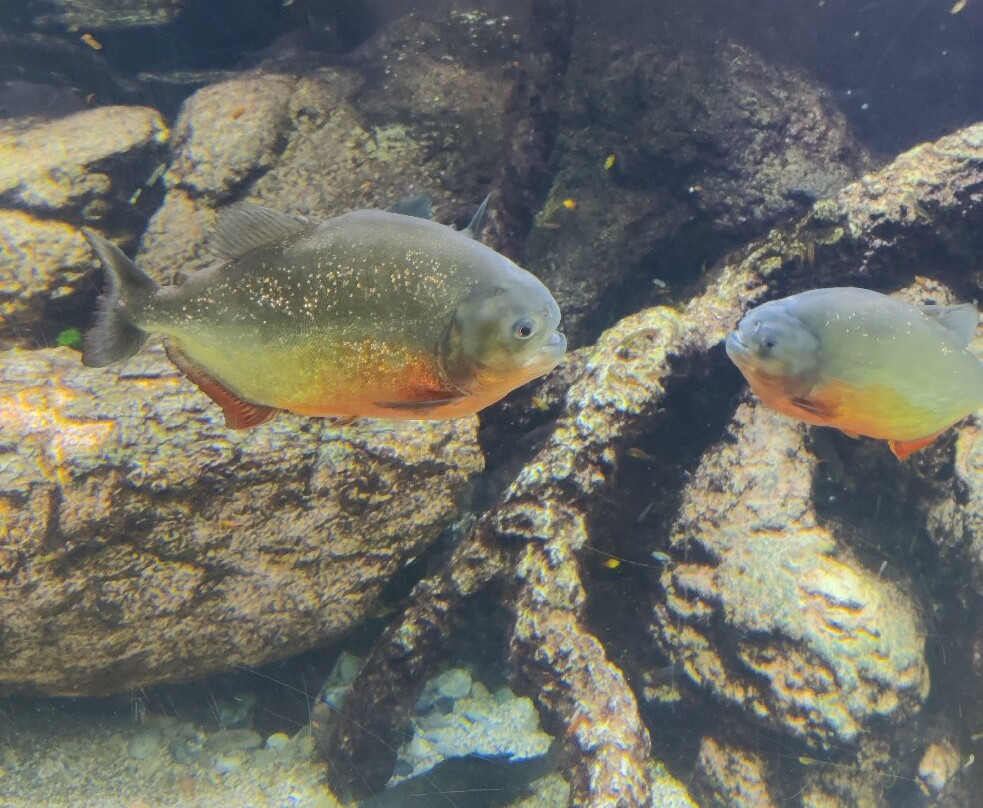 热那亚水族馆-热那亚必去景点
