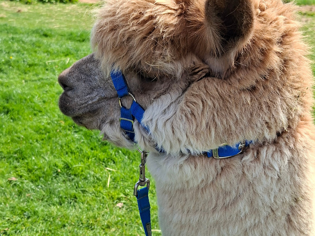 Middle England Farm Alpacas-Henley in Arden必去景点