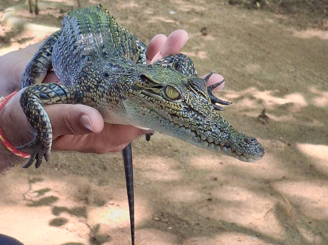 Trek Tropical Tours - Sri Lanka Tours & Travels-埃勒必去景点