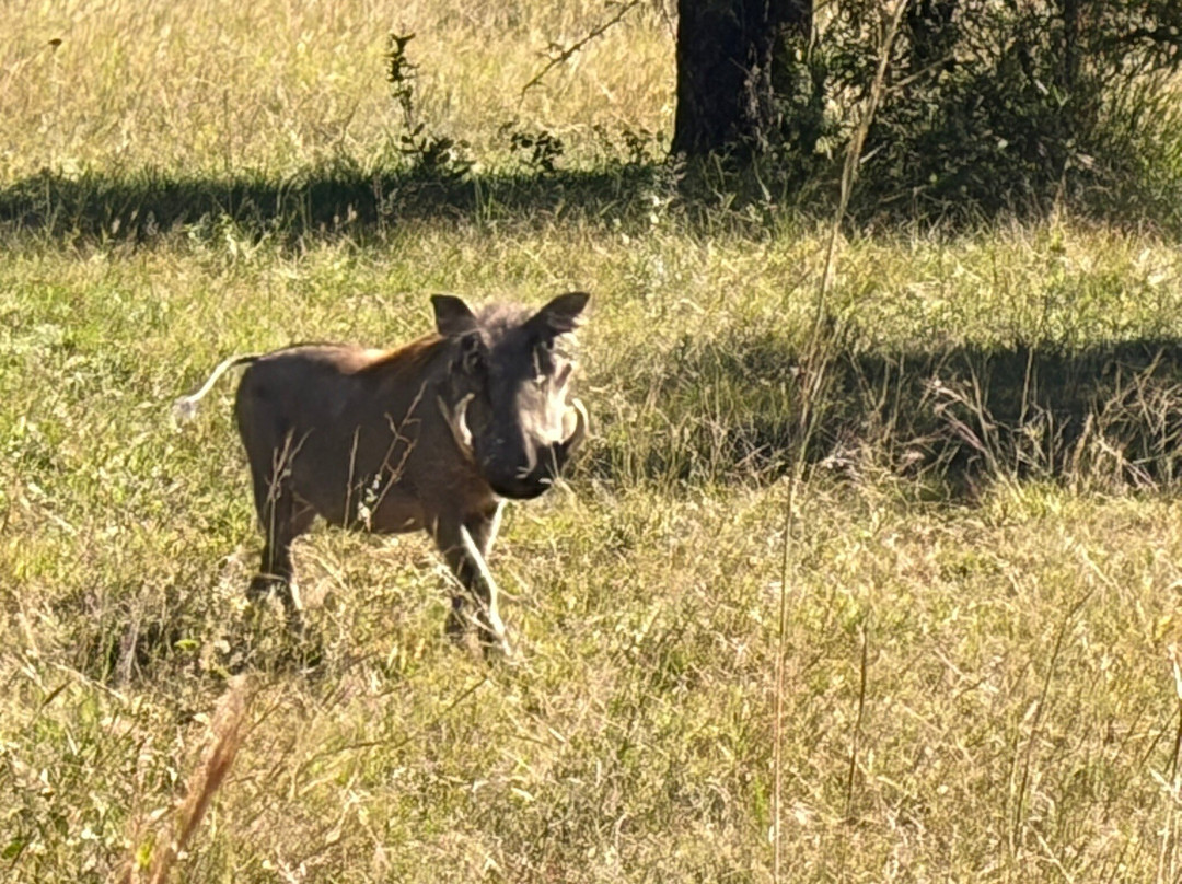 Kartula Marula Adventures-Steenbokpan必去景点