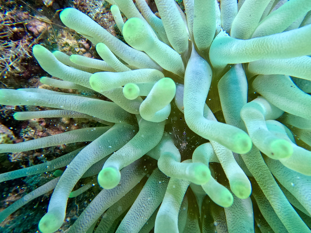 Scubaqua Dive Center-圣尤斯泰希厄斯岛必去景点