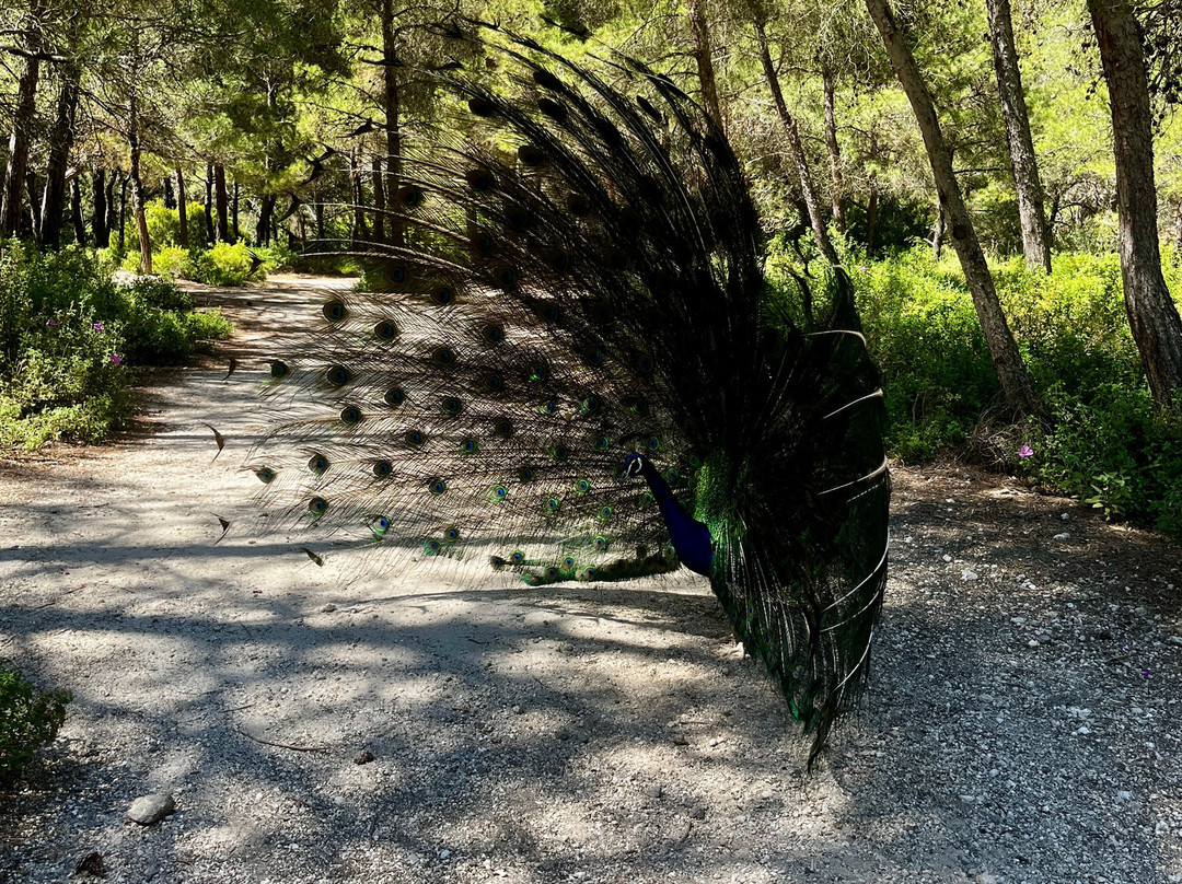 Plaka Forest-Antimachia必去景点