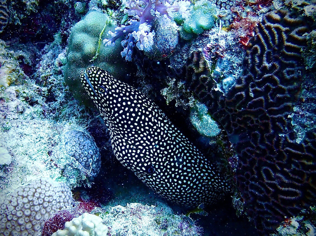 Emperator Diving Center-大湾必去景点