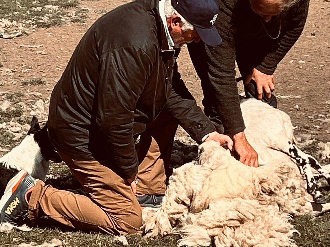 Working Sheepdogs-Kincraig必去景点