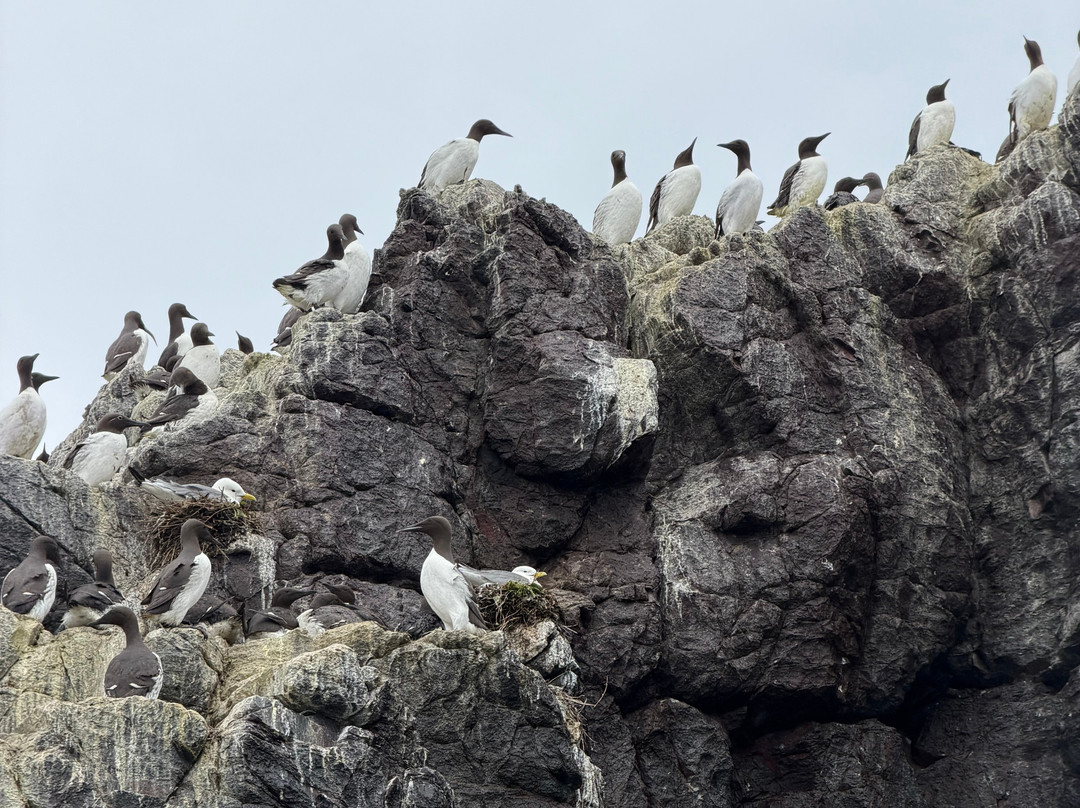Serenity Farne Island Boat Tours-Seahouses必去景点