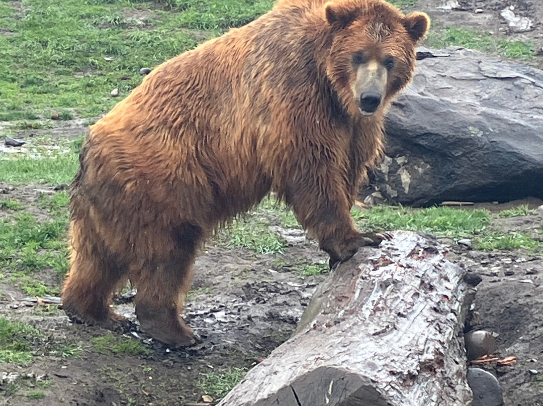 Montana Grizzly Encounter-博兹曼必去景点