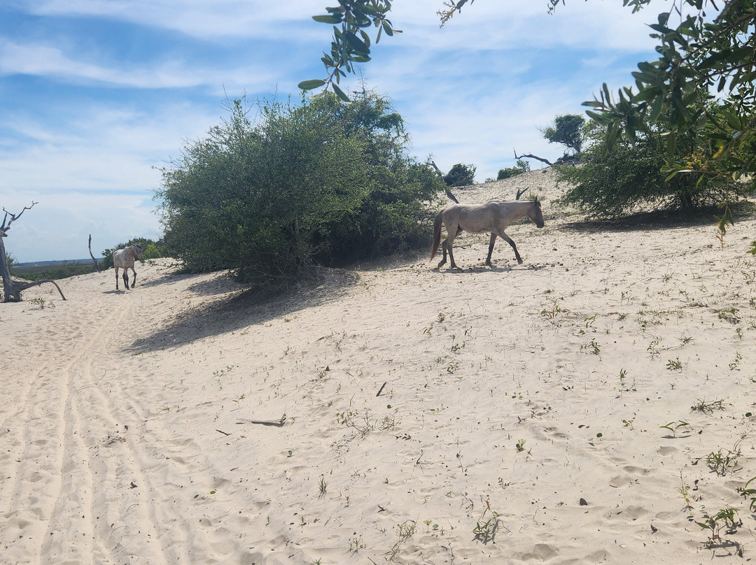 Cumberland Island National Seashore-St. Marys必去景点