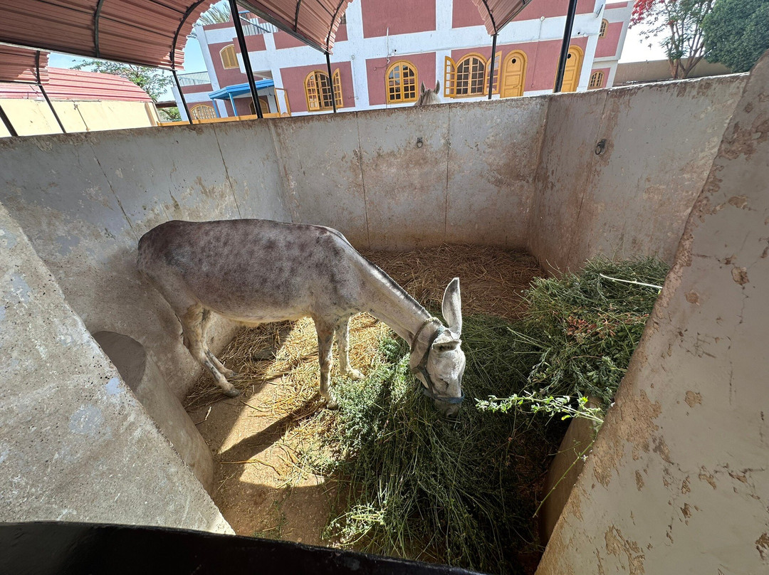 ACE - Animal Care in Egypt-卢克索必去景点