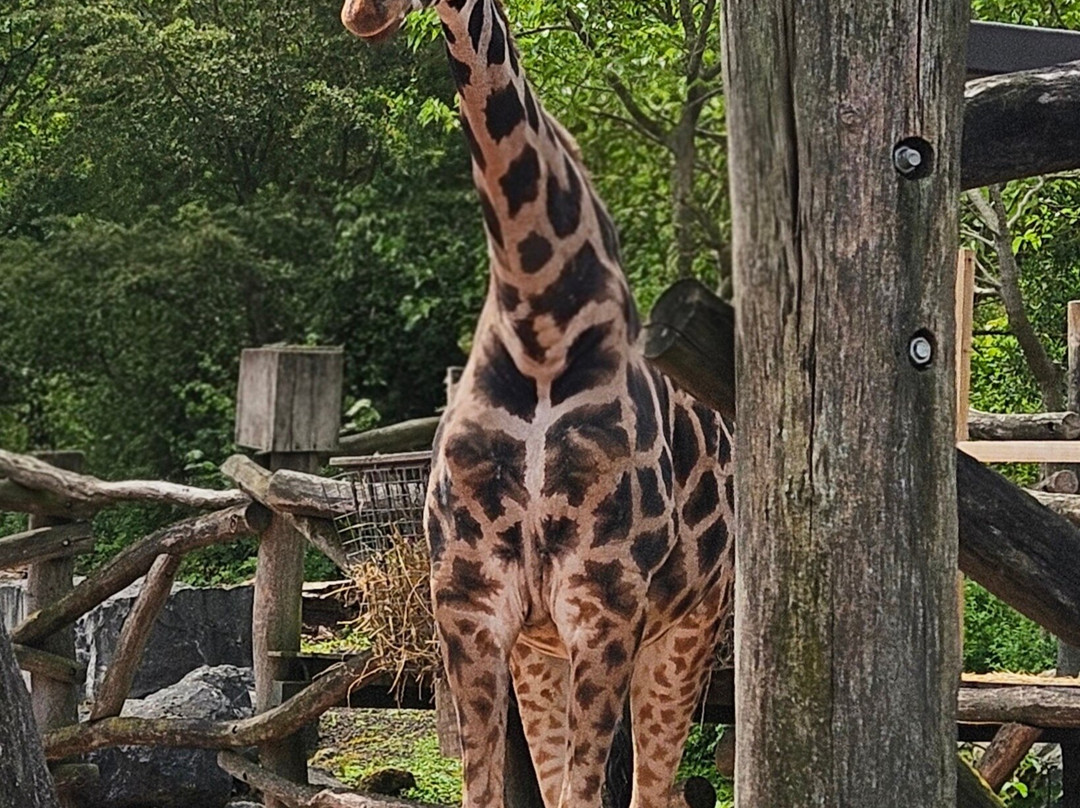 Pairi Daiza Resort主图