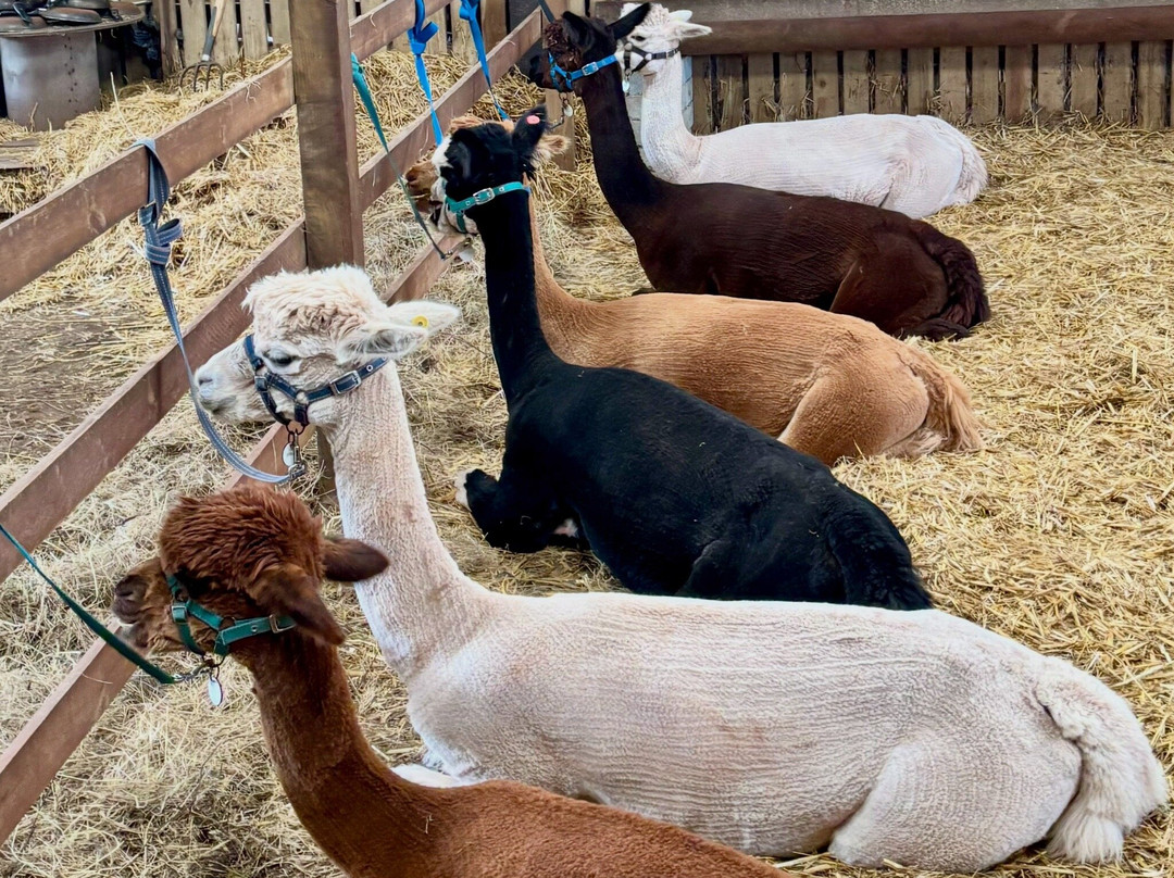 Pembrokeshire Alpaca Trekking-腾比必去景点