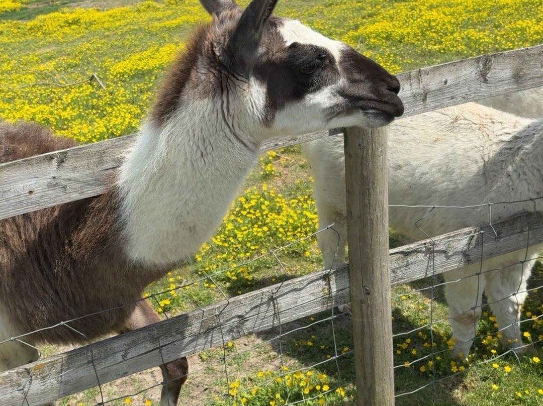 Marsh Farm Animal Adventure Park-Woodham Ferrers必去景点