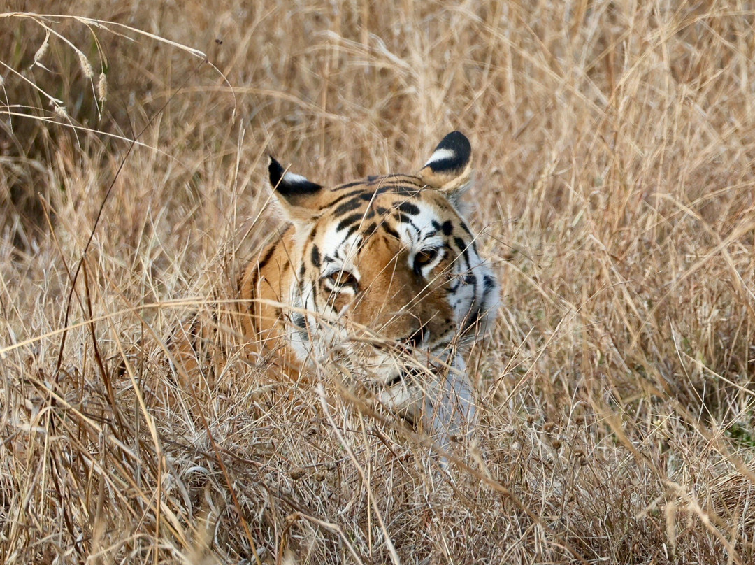Pench Tiger Reserve-Kohka必去景点