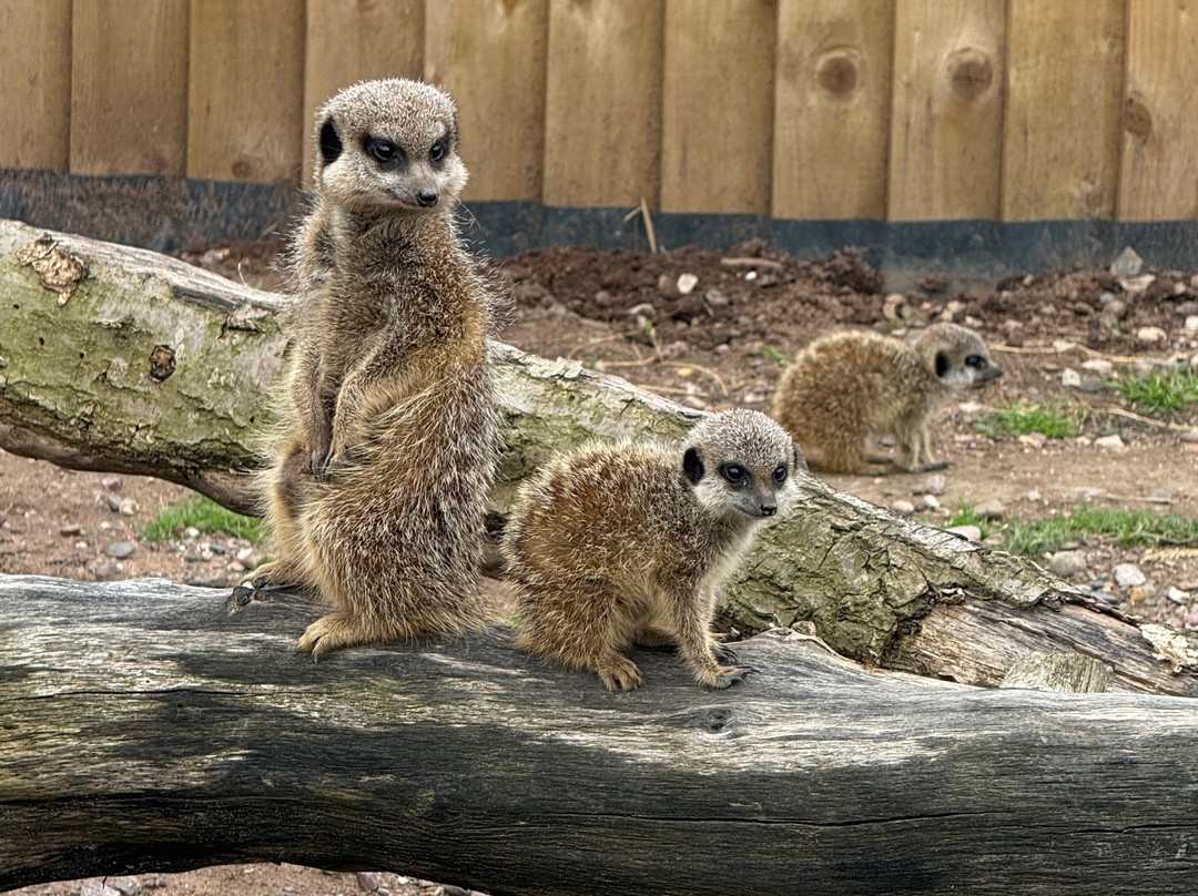Holmes Chapel Zoo-Holmes Chapel必去景点