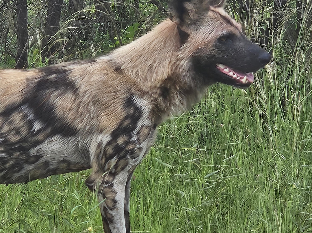 Kruger Park Game Drives-马里兰必去景点