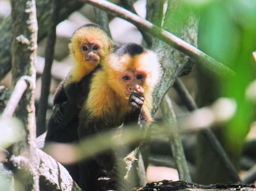 Birding Spots Manuel Antonio-克波斯必去景点