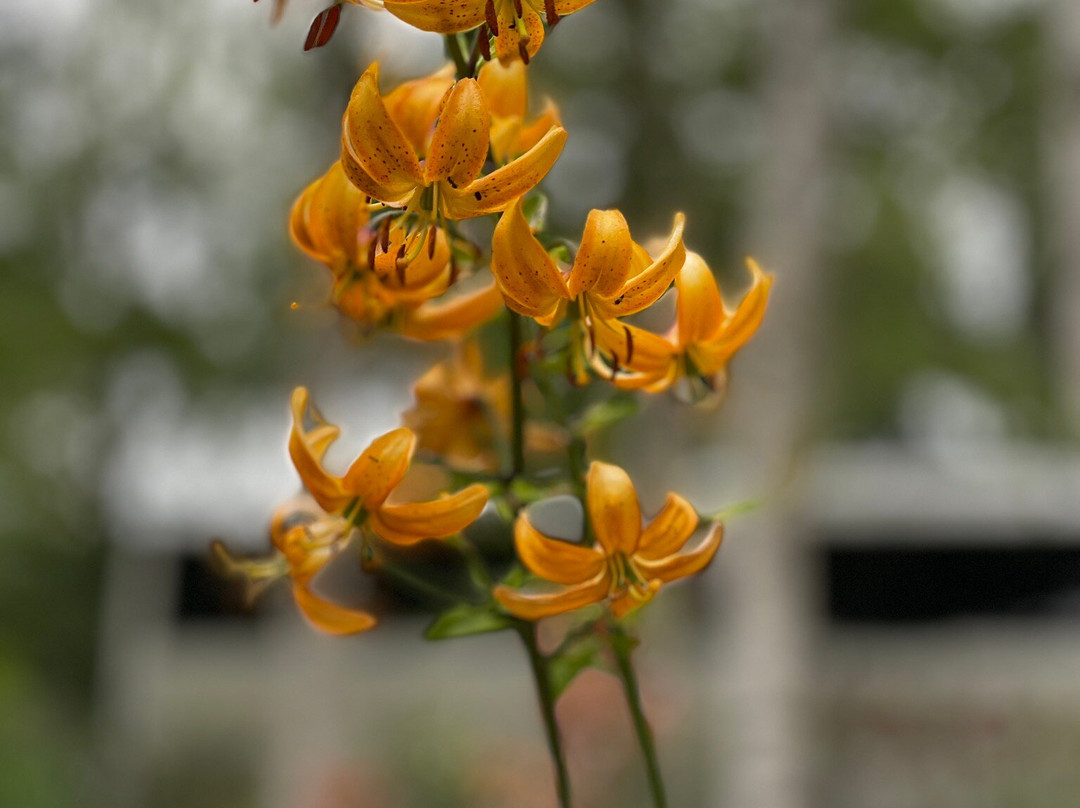 Fullers Mill Garden-West Stow必去景点