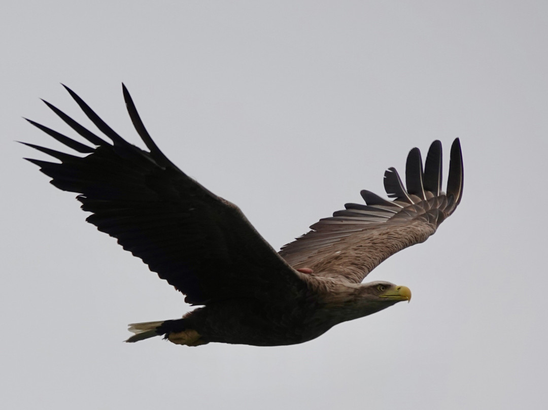 Birds Of Poole Harbour Events-普尔必去景点