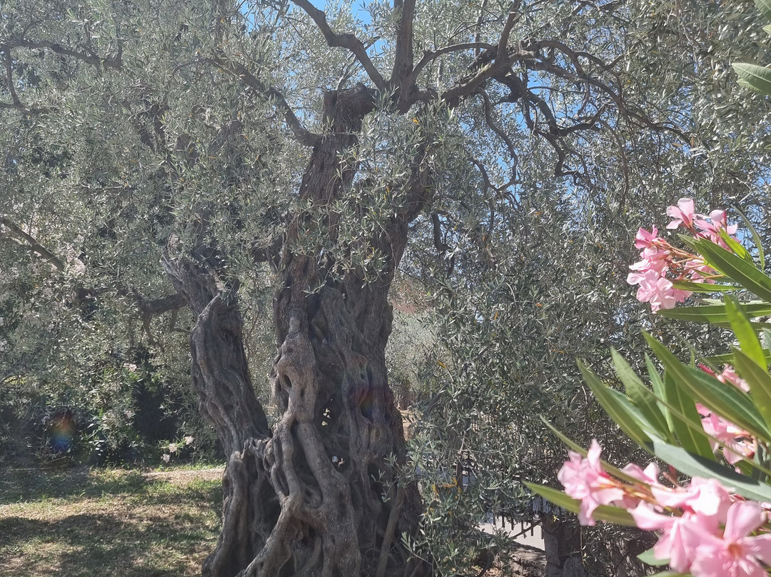 Old Olive Tree-Bar必去景点