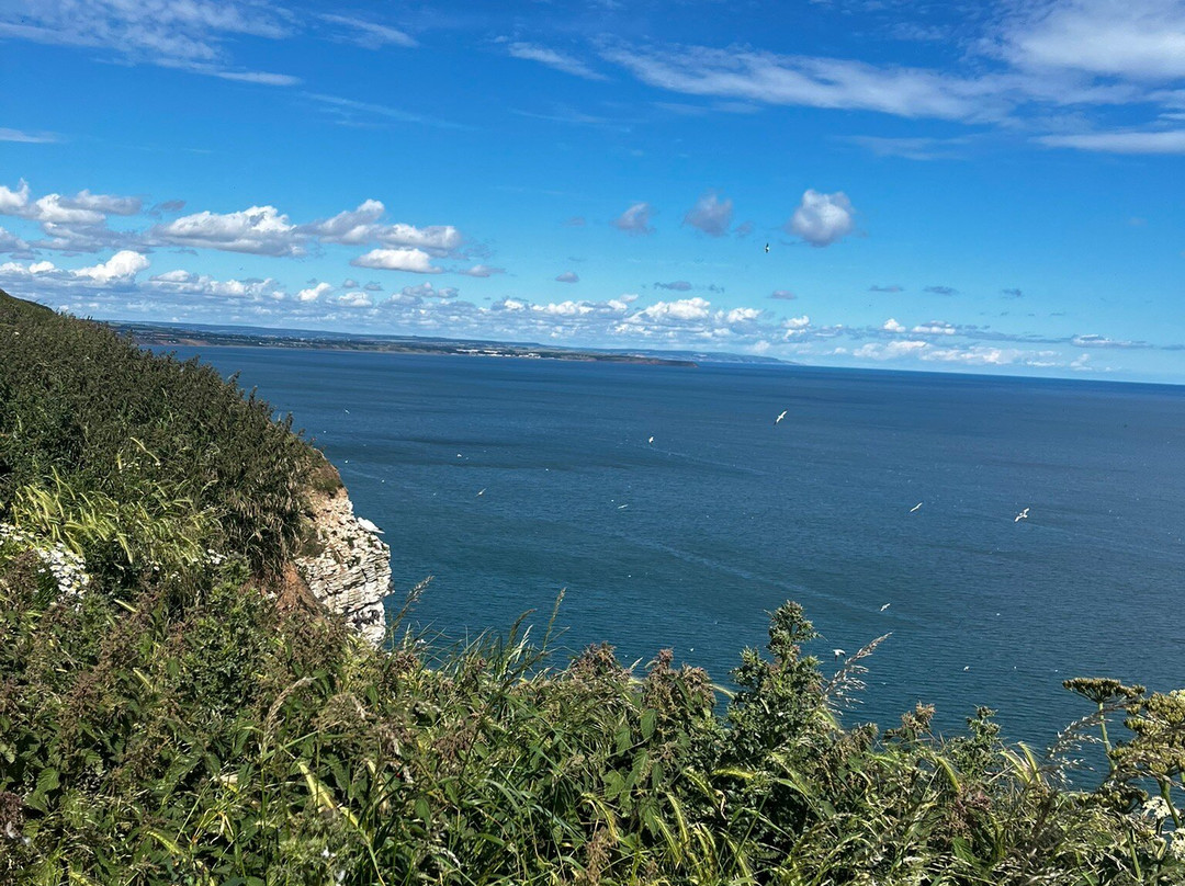 RSPB Bempton Cliffs-Bempton必去景点
