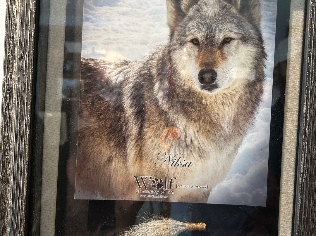 Wolf Sanctuary of PA-利蒂茨必去景点