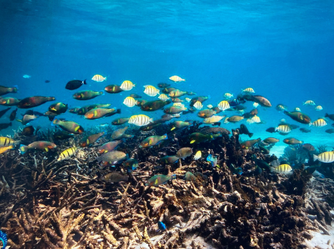 Coastal Adventure Tours (wa)-珊瑚湾必去景点