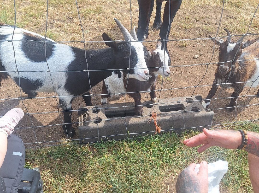 Willow Tree Family Farm-Shirebrook必去景点