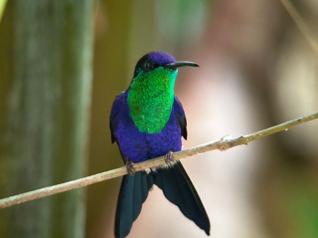 Birding Spots Manuel Antonio-克波斯必去景点