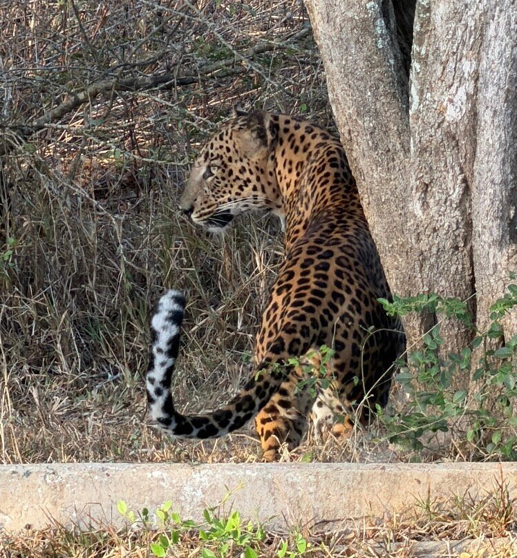 猎豹营舍-亚拉游猎营舍主图