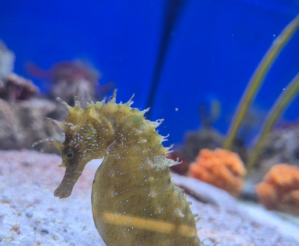 Aquarium Piran-皮兰必去景点