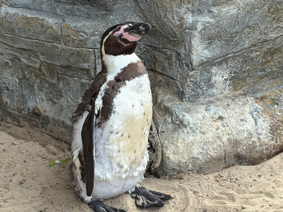 Colchester Zoo-科尔切斯特必去景点