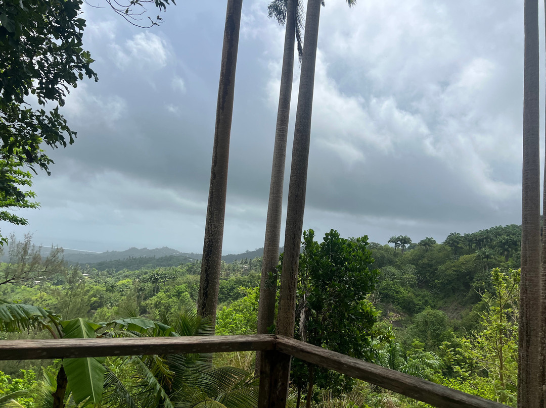 Coco Hill Forest-Melvin Hill必去景点