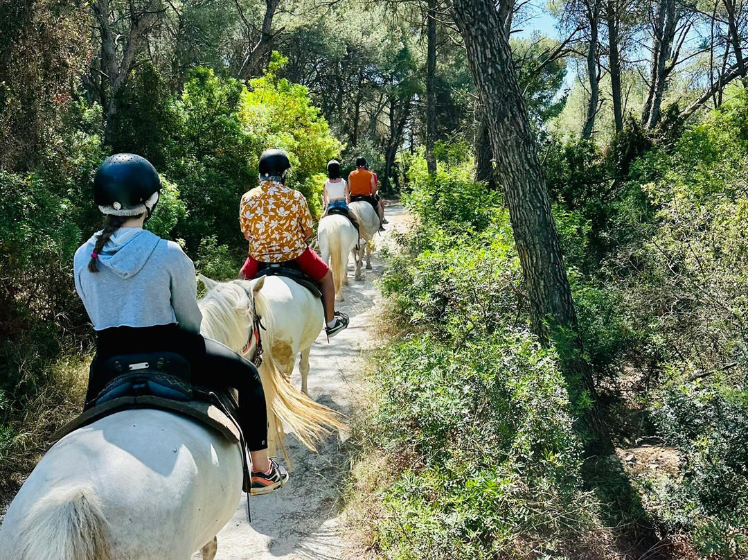 Promenade A Cheval Des Aresquiers-Vic-la-Gardiole必去景点