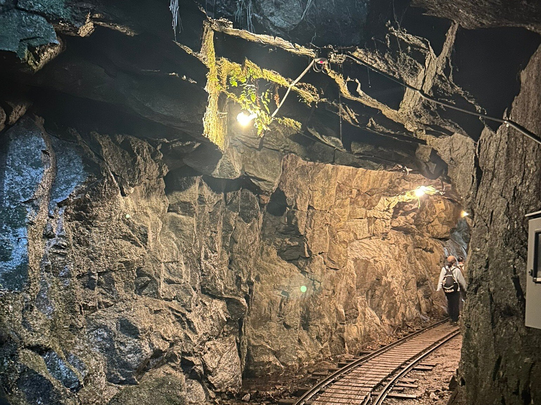 Yaksushima Trecking, Jomon Japanese Cedar Course-屋久岛町必去景点