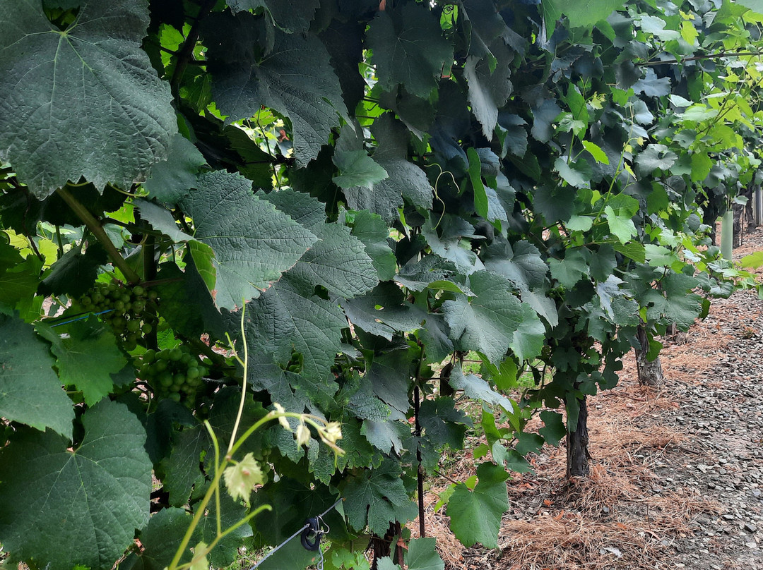 Genoels-Elderen Wine Castle-Riemst必去景点