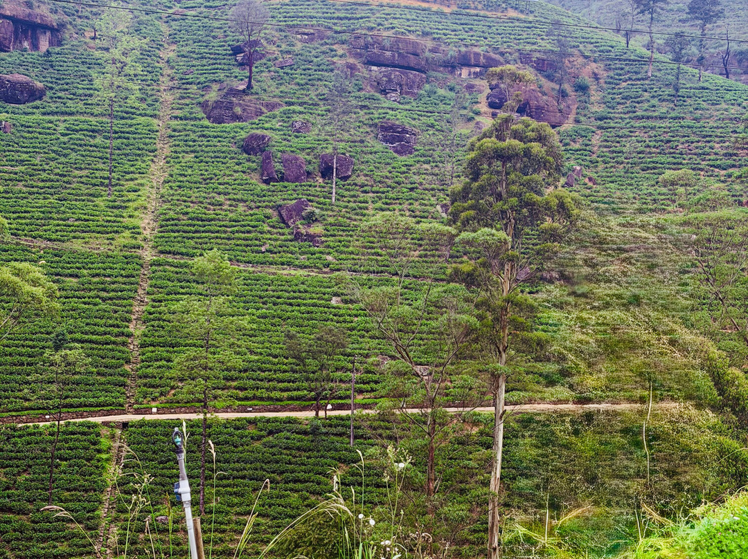 Exclusively Sri Lanka-Raddolugama必去景点