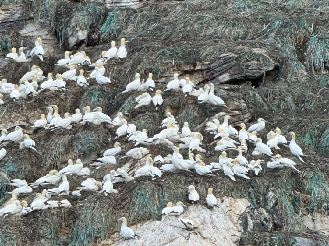 Bird Safari-Gjesvaer必去景点
