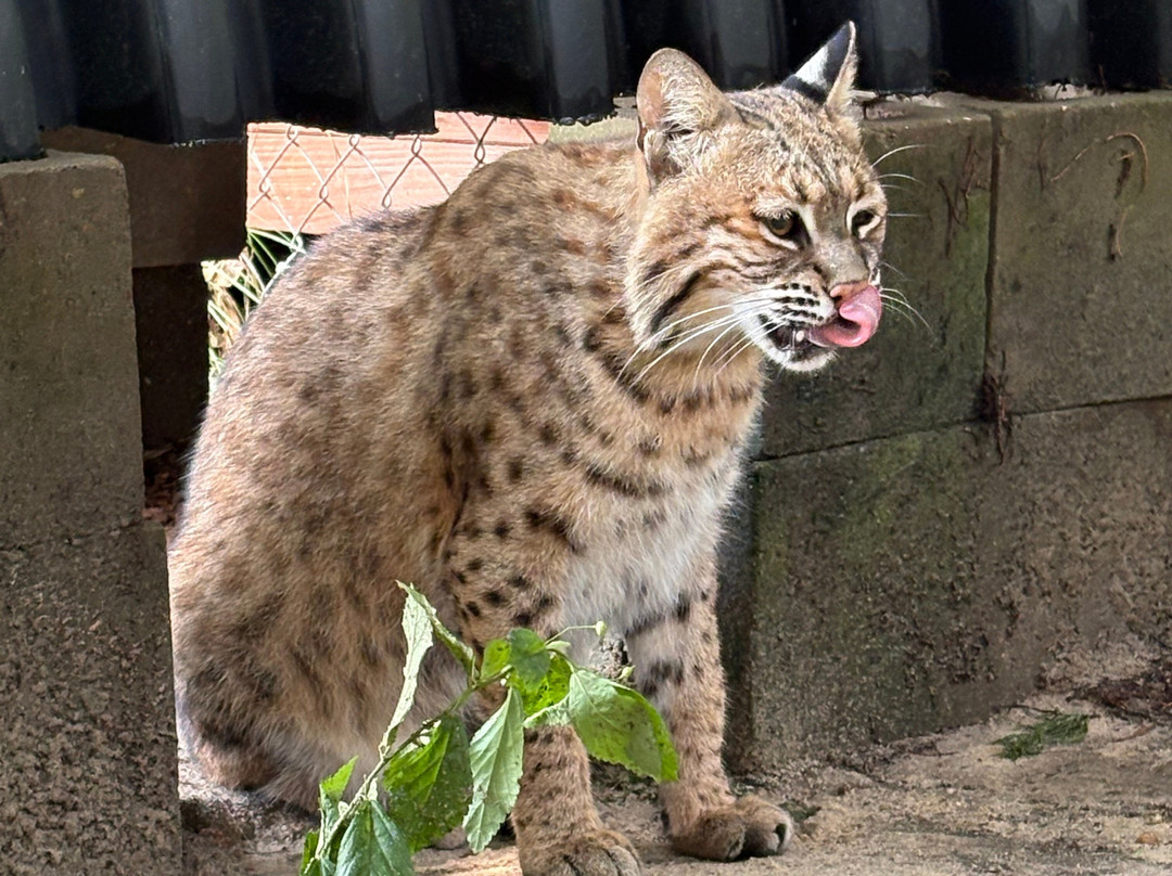 Bear Creek Feline Center-巴拿马城必去景点
