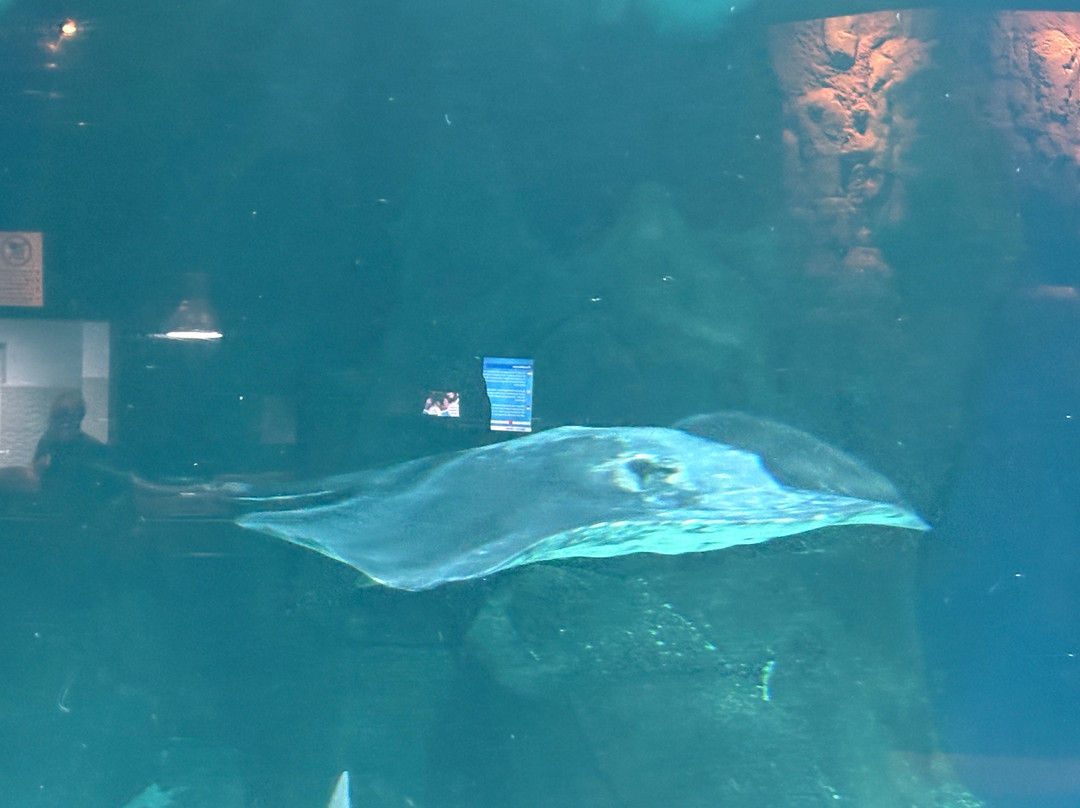 Lanzarote Aquarium-科斯塔特吉塞必去景点