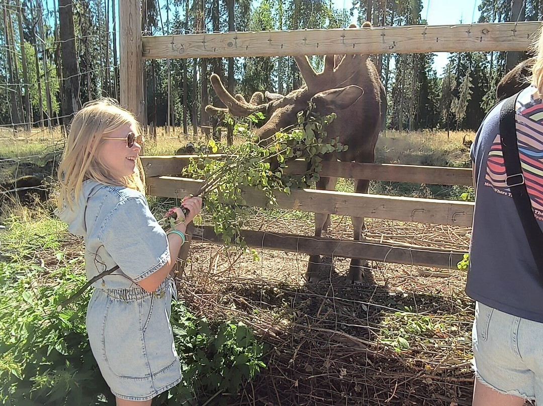 Varmlands Moose Park-Eksharad必去景点