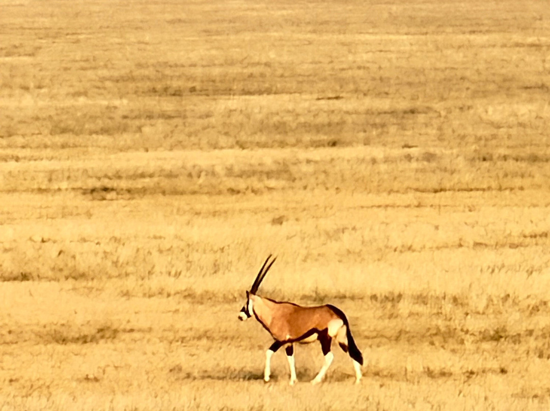 Namib Sky Balloon Safaris-赛斯瑞必去景点
