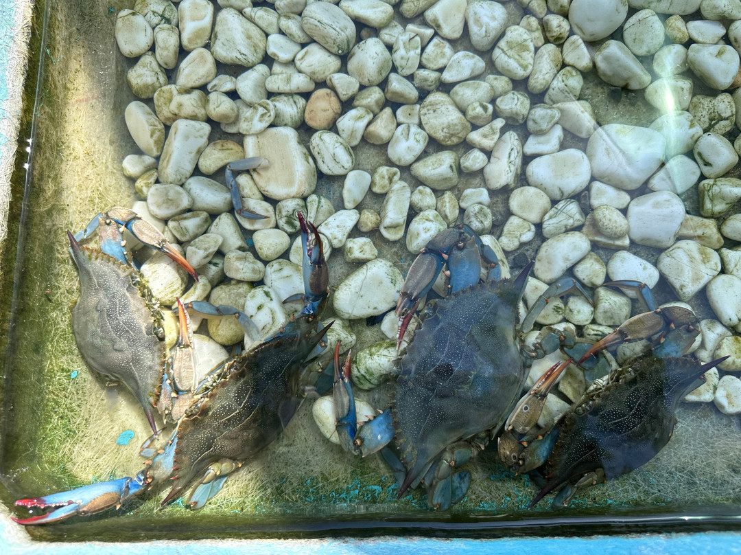 Dalyan Mud Bath-马尔马里斯必去景点
