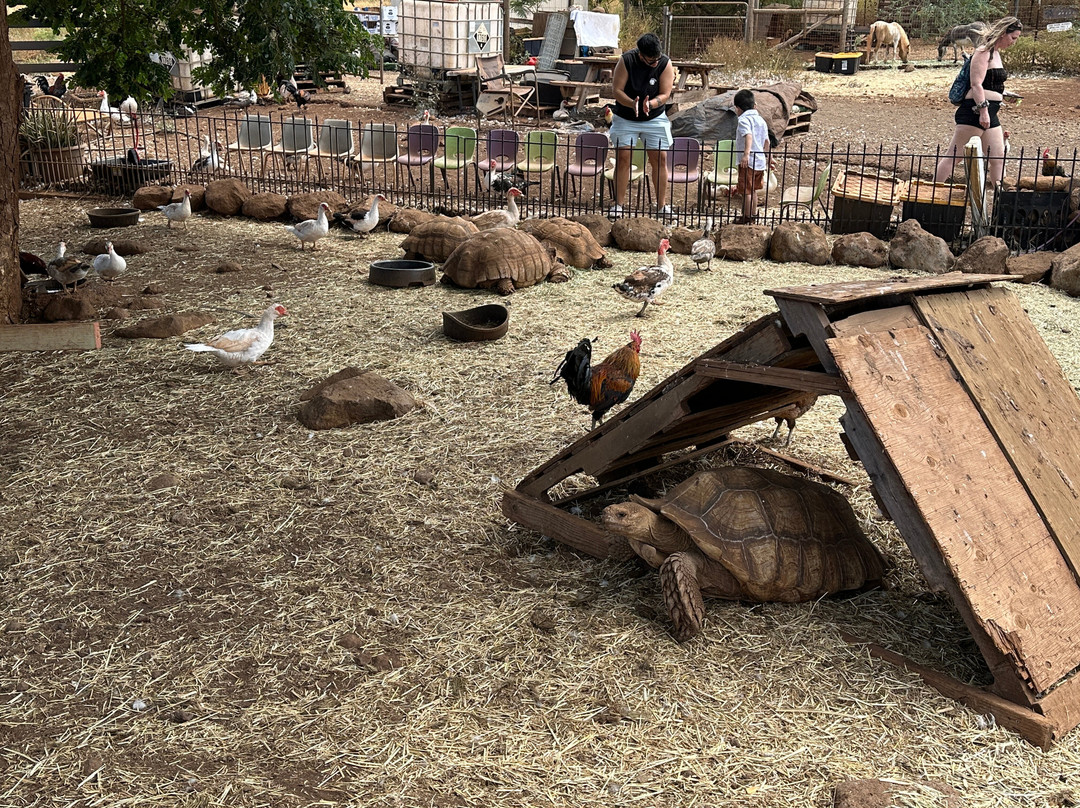 Maui Animal Farm-拉海纳必去景点