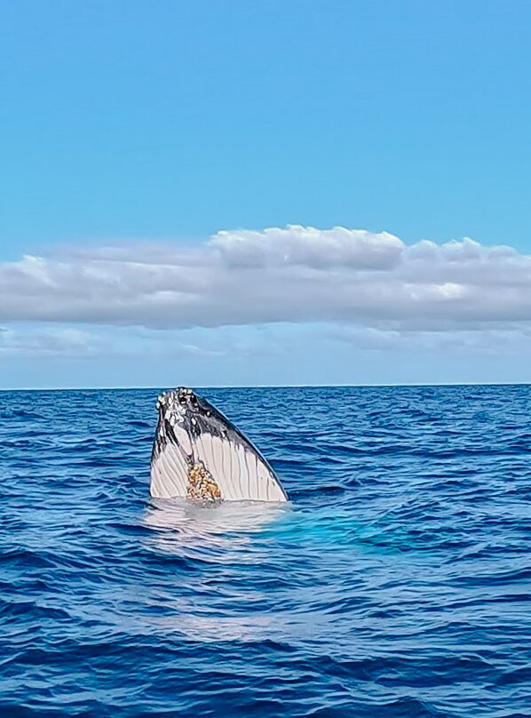 Majestic Whale Encounters-Foa Island必去景点