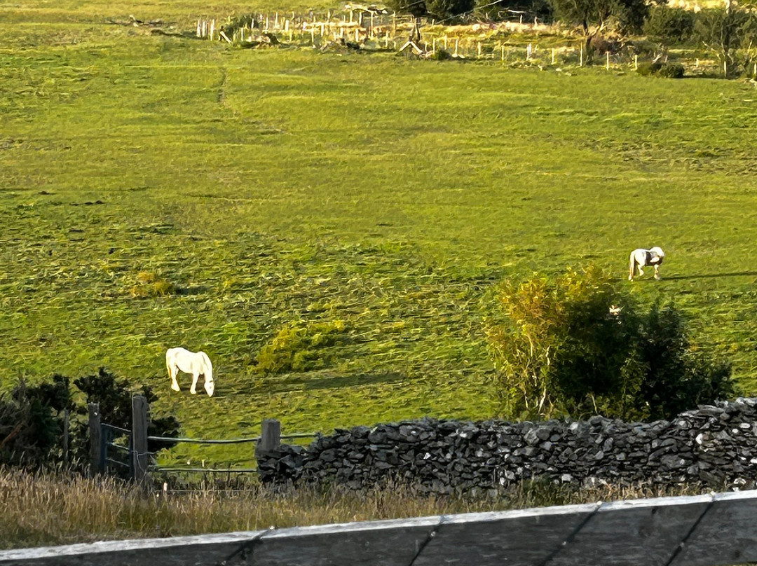 Pony Trekking at Bwlchgwyn Farm-Arthog必去景点