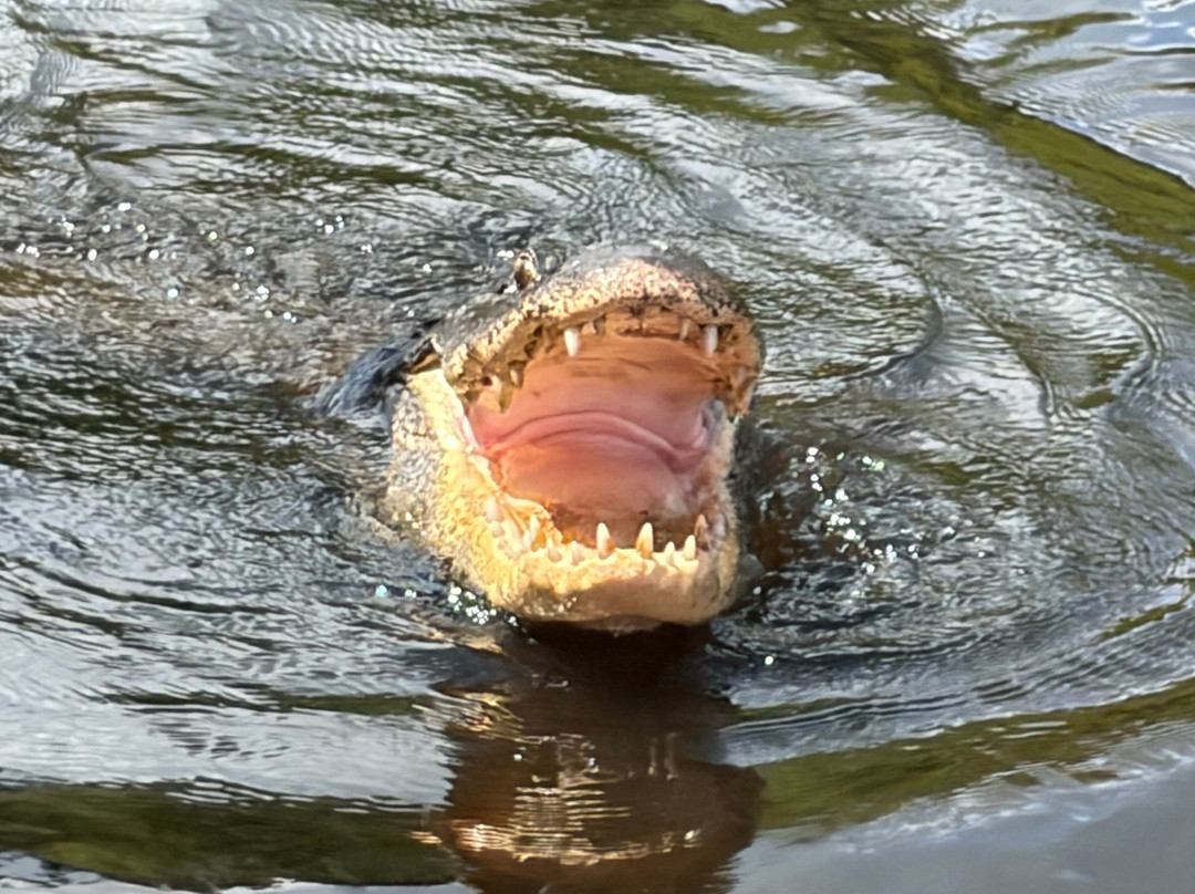 Atchafalaya Basin Landing & Airboat Swamp Tours-布里奥克斯桥必去景点