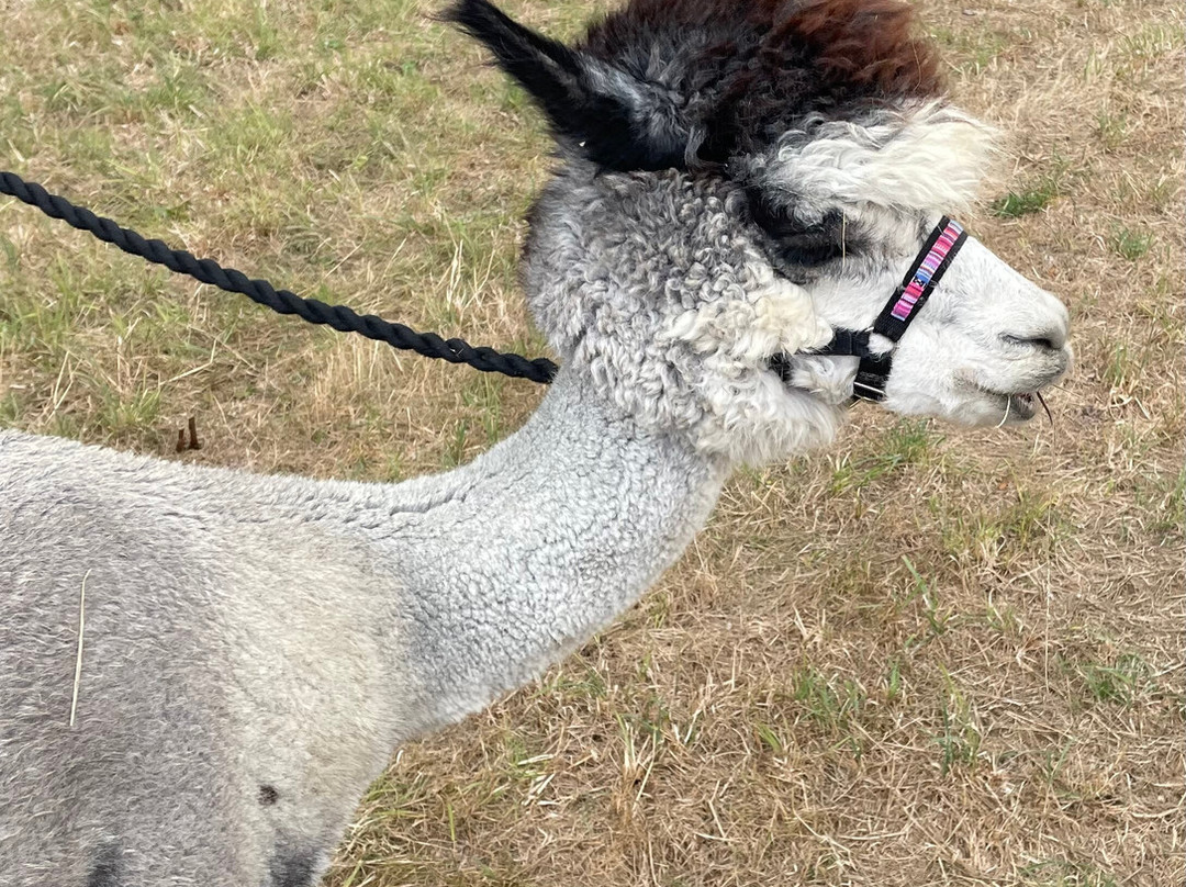 Capstone Farm Alpacas-吉林汉姆必去景点