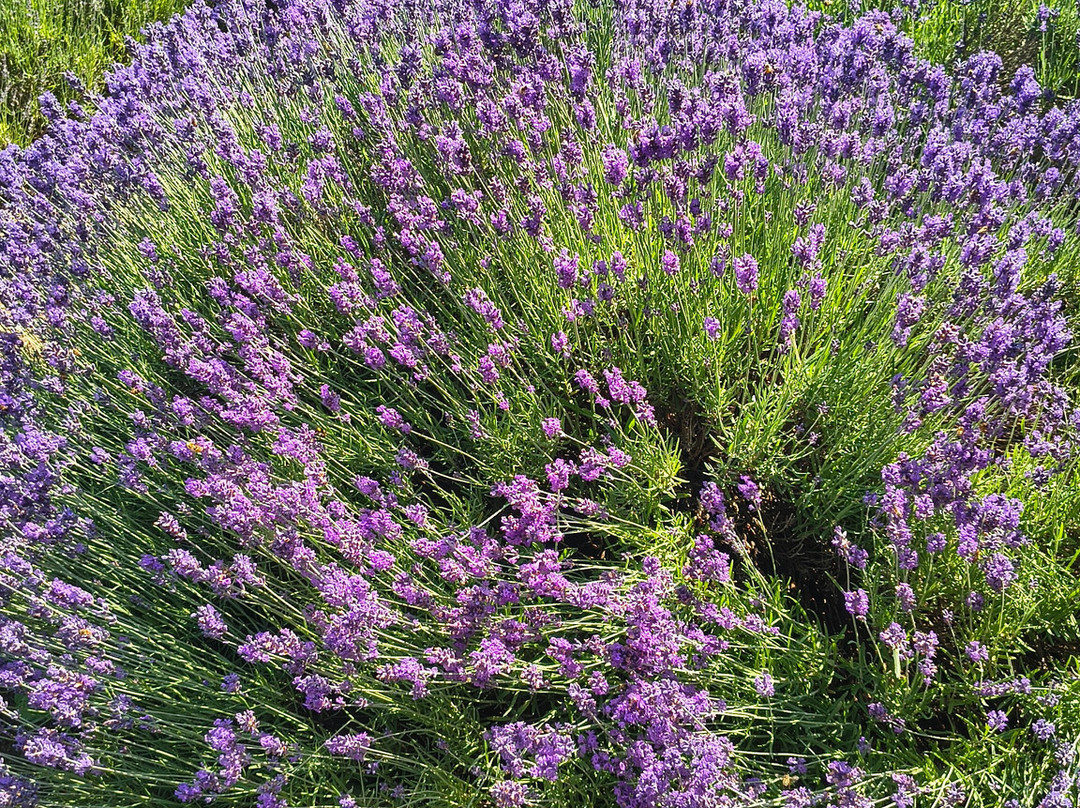 Parco Della Lavanda-Campotenese必去景点