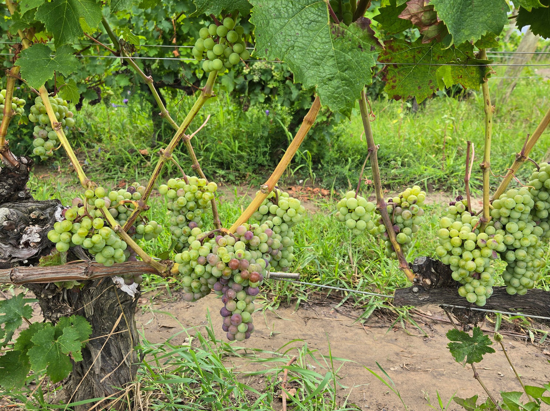 Château Des Charmes Winery-滨湖尼亚加拉必去景点