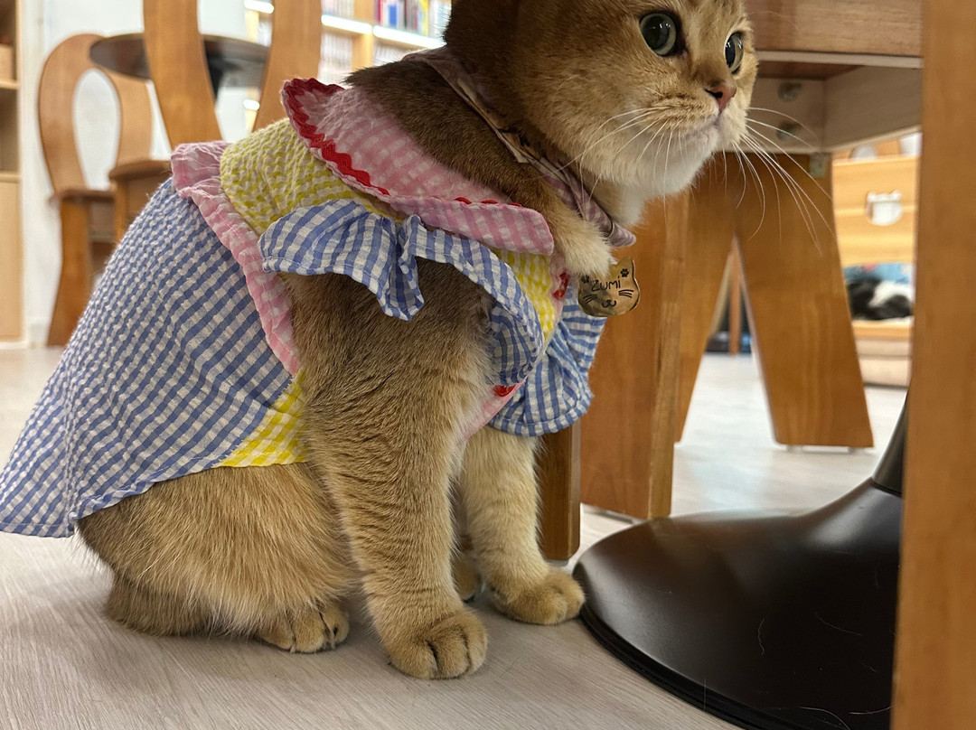 猫之茶房-香港必去景点